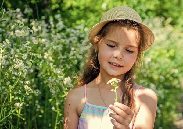 春は美しい。小さな子供はカモミールの花の自然の風景を保持します。春の花。花屋だ。女性と母親の日。美とスパ。天然ハーブ療法 — ストック写真