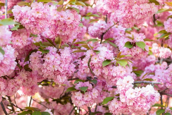 Άνθη κερασιάς. ροζ λουλούδι sakura σε ανθισμένο ανοιξιάτικο δέντρο — Φωτογραφία Αρχείου