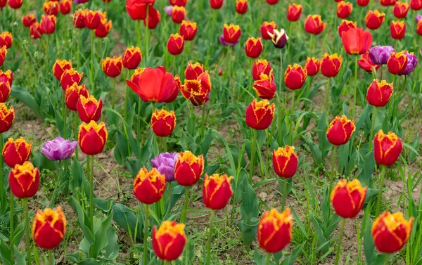 Fiori rossi di tulipani d'Olanda freschi in campo. stagione — Foto Stock