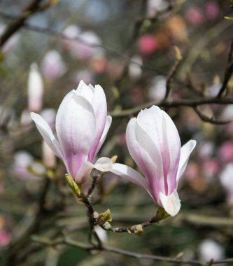 İlkbaharda manolya çiçeği makrosu. Doğa güzelliği