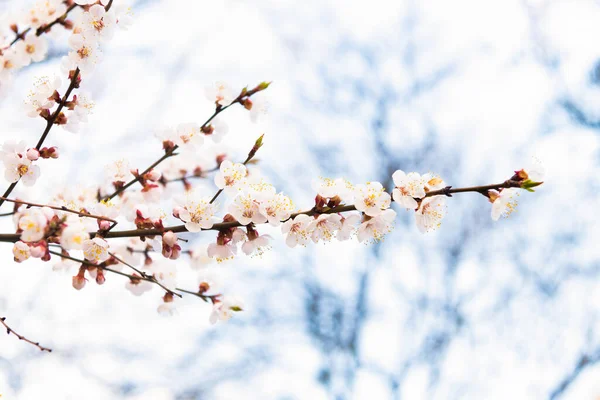 Wiosenne kwiaty kwitnące na gałęziach drzew migdałowych na naturalnym niewyraźnym tle, kwitną — Zdjęcie stockowe