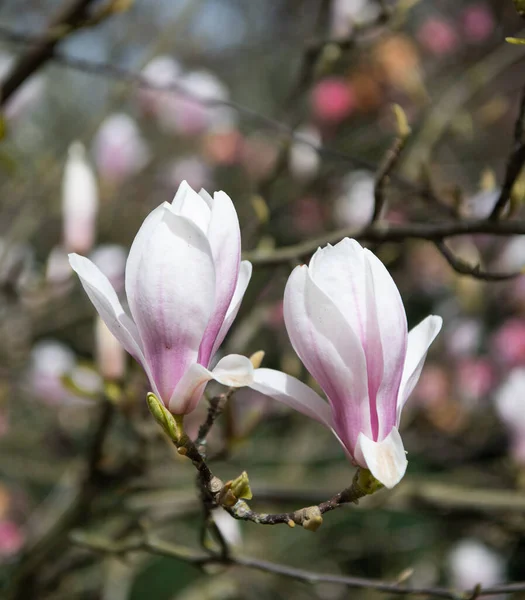 Macro of magnolia flower in spring. nature beauty — Stock Photo, Image