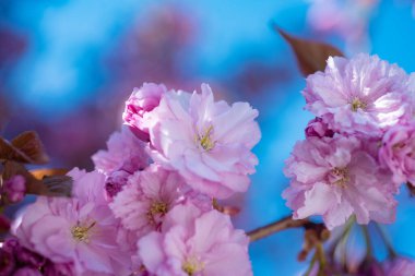 Baharda çiçek açan sakura ağacının pembe çiçekleri. Çiçek