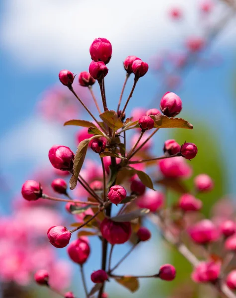 Botões de flores rosa de árvore sakura cereja florescendo botânica na primavera — Fotografia de Stock