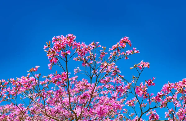 Sakura rosa árvore no céu azul ensolarado na primavera — Fotografia de Stock