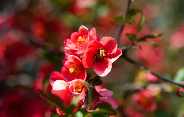 Macro van rode bloemen van bloeiende sakura boom in het voorjaar — Stockfoto