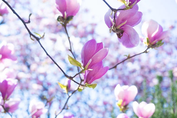 Flores cor-de-rosa de flor ramo magnólia na primavera — Fotografia de Stock