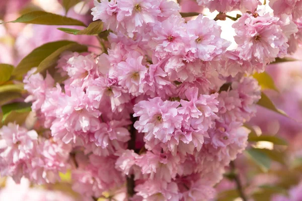 Ροζ λουλούδι sakura σε ανθισμένο ανοιξιάτικο δέντρο. Μακροάνθη — Φωτογραφία Αρχείου