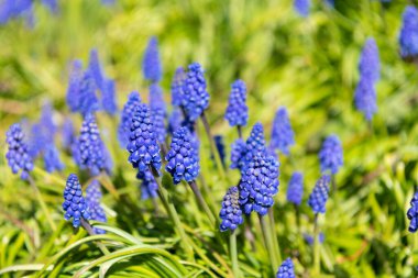 Muscari çiçekleri açıyor. Bahar doğası çiçek açıyor.
