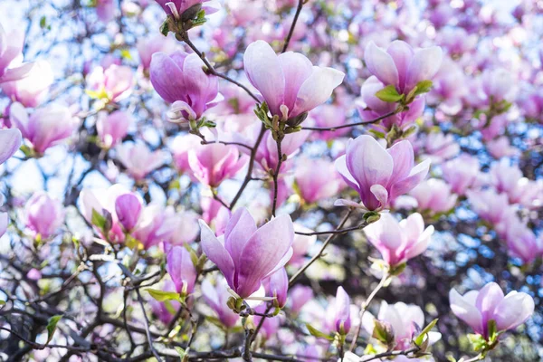 Różowe kwiaty kwitnącego drzewa magnolii wiosną. wiosna — Zdjęcie stockowe