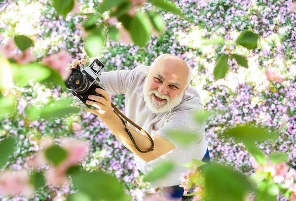 É um prazer. feliz reforma. homem turista usar câmera tirar foto de flor de cereja. sakura em fotografia em flor. homem barbudo sênior fotografando flor rosa. designer de fotógrafo profissional — Fotografia de Stock