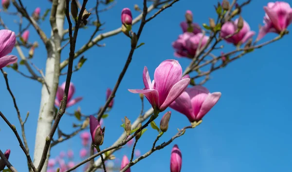 Flores cor-de-rosa de árvore de magnólia em flor de primavera cheia. close-up — Fotografia de Stock