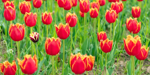 Fiori rossi di tulipani d'Olanda freschi in campo. bellezza della natura — Foto Stock