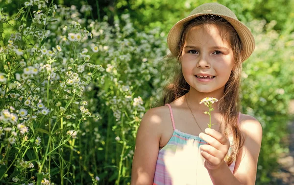 小さな子供でブロンド髪で太陽の帽子を保持カモミールの花の束のための母親と女性の日や誕生日の記念日に夏の自然花の風景,現在 — ストック写真