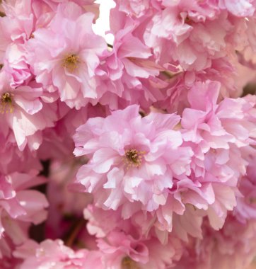 Çiçek açan bahar ağacında pembe sakura çiçeği. Doğulu kiraz