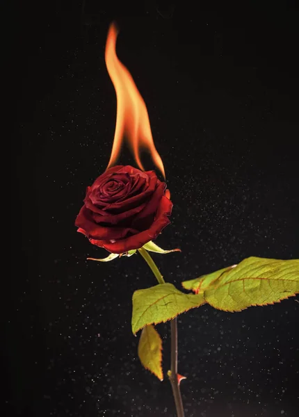 Flor de rosa vermelha fresca acendendo com chama quente e faíscas fundo escuro, queimando — Fotografia de Stock