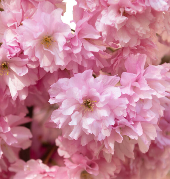 розовый цветок сакуры на цветущей весенней елке. Восточная вишня