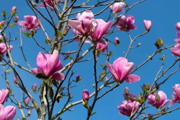 Flores rosadas del árbol de magnolia en plena floración de primavera. macro —  Fotos de Stock