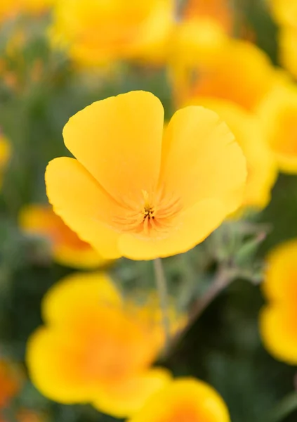 Macro di fiore di eschscholzia giallo. fiori primaverili su sfondo naturale — Foto Stock