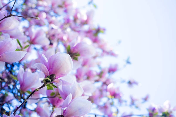 Flores cor-de-rosa de magnólia na primavera. foco seletivo e espaço de cópia — Fotografia de Stock