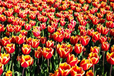 Kırmızı lale çiçeği tarlası, parlak doğal arkaplan