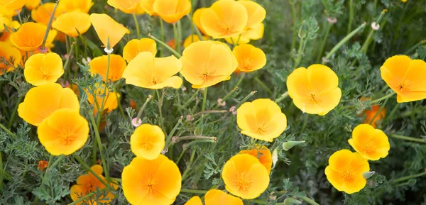 Flor eschscholzia amarillo anaranjado. flores de primavera sobre fondo natural —  Fotos de Stock