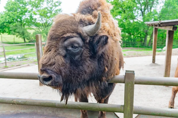 Gran cabeza de bisonte en parque zoológico al aire libre — Foto de Stock