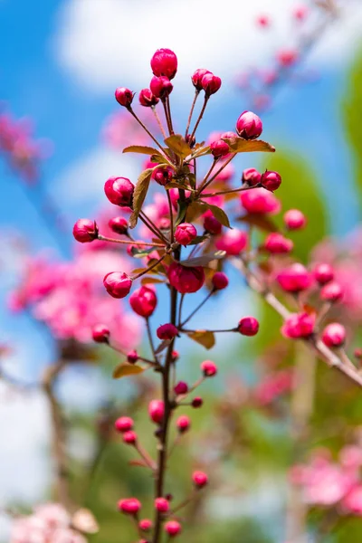 Botões de flores rosa de árvore sakura cereja florescendo na primavera. Ninguém. — Fotografia de Stock