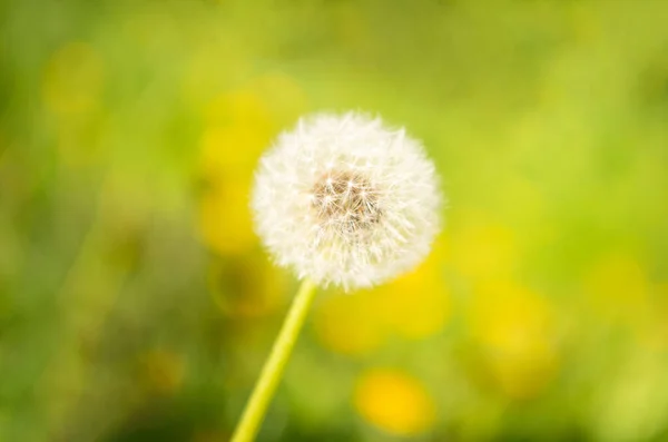 Λευκό λουλούδι blowball πικραλίδα σε φυσικό φόντο. Μακροεντολή. ομορφιά της φύσης. επιλεκτική εστίαση — Φωτογραφία Αρχείου
