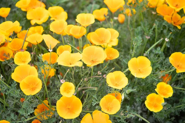 Żółty kwiat eschscholzia. wiosenne kwiaty na naturalnym tle — Zdjęcie stockowe