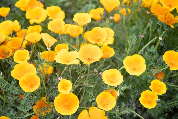 Fiore di eschscholzia giallo. fiori primaverili su sfondo naturale — Foto Stock