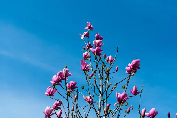 Roze bloemen van magnolia in volle lente bloei — Stockfoto