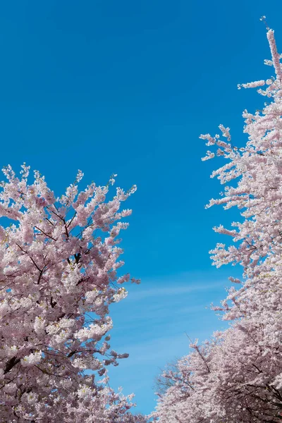 Ροζ λουλούδια από σακούρα σε πλήρη ανοιξιάτικη άνθιση. μπλε ουρανός — Φωτογραφία Αρχείου