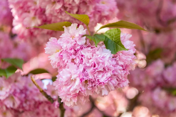 Pink sakura flower on blooming spring tree. closeup — Stock Photo, Image