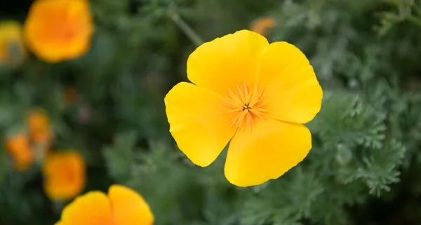Macro de eschscholzia amarillo anaranjado flor. flores de primavera sobre fondo natural. espacio de copia —  Fotos de Stock