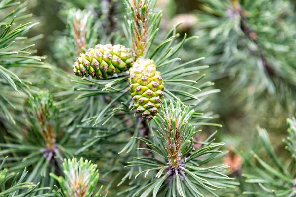 Pine tree branches with female conifer pinecones — Stock Photo, Image