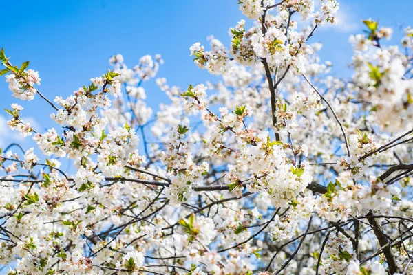 Fehér virágok virágzó sárgabarack fa tavasszal — Stock Fotó