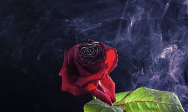 Taze kırmızı gül, yanmış yapraklar ve bir tutam duman koyu arka plan, dumanlı sis.