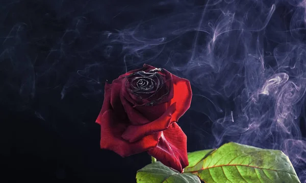 Rose rouge fraîche avec pétales brûlés et brin de fumée fond sombre, brume fumée — Photo