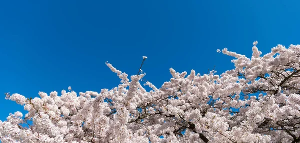 Bloesem van sakura boom op blauwe hemel in het voorjaar. kopieerruimte — Stockfoto
