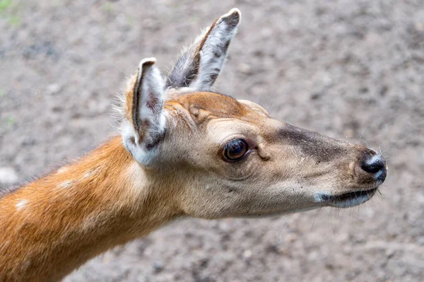 Kopf junger Hirsche im Tierpark im Freien — Stockfoto