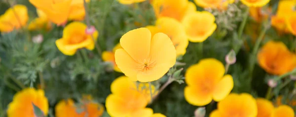 Makro escholzia blomma. vår blommor på naturlig bakgrund — Stockfoto