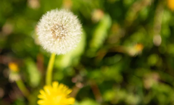 Dandelion blowball flower. macro. nature beauty. selective focus and copy space. — Stock Photo, Image