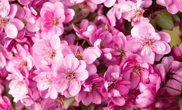 Ροζ λουλούδια φόντο του ανθισμένου δέντρου sakura την άνοιξη — Φωτογραφία Αρχείου