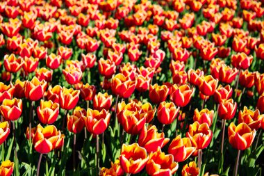 Renkli arkaplanı olan kırmızı lale çiçeği tarlası