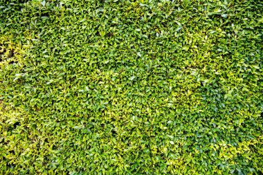 Yeşil, doğal arkaplanı kimsesiz bırakır. Doğa