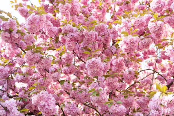 Рожева квітка сакури на квітучій весняній ялинці. ботанічний фон — стокове фото