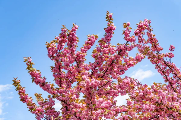 Różowy kwiat sakury na kwitnącym wiosennym drzewie. kwitną — Zdjęcie stockowe