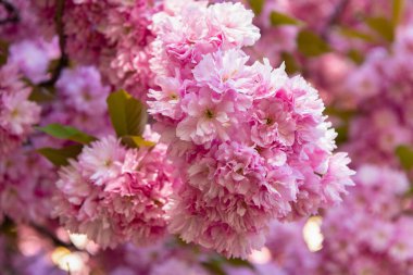 Çiçek açan bahar ağacında pembe sakura çiçeği. aromaterapi