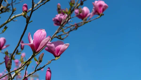 Manolya ağacının pembe çiçekleri tam bahar çiçekleri. Boşluğu kopyala — Stok fotoğraf